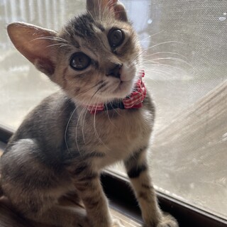 目の大きなキジさび猫（保健所からの引き出し）