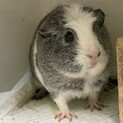 モルモットの里親を探しています！