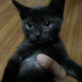 男前な真っ黒猫ちゃん