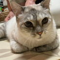 猫とゆっくり過ごしたい方にピッタリ「ココちゃん」