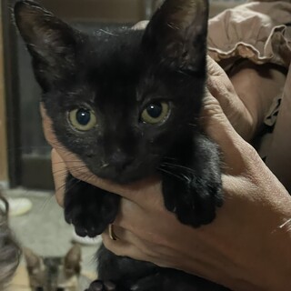 真っ黒黒猫のポー君