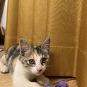 生後1ヶ月　三毛柄の女の子