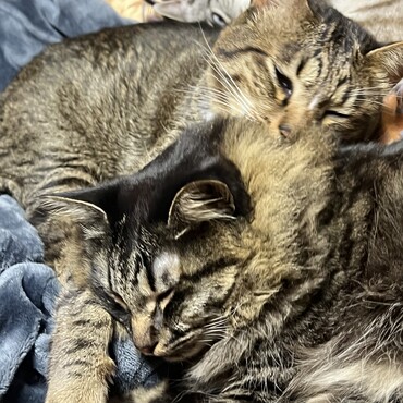 仲良しにゃんこたち