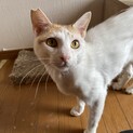 人が大大大好き☆推定2歳のらすくくん