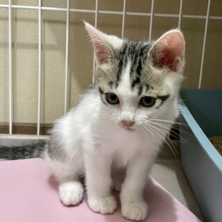 愛護センターレスキュー☆てるきくん♂2ヶ月♬