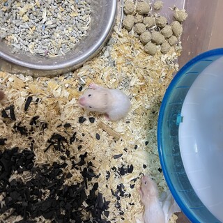 ゴールデンハムスターの里親募集