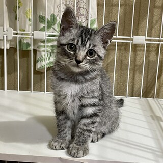 【お見合い予定】あらたかくん♂2ヶ月