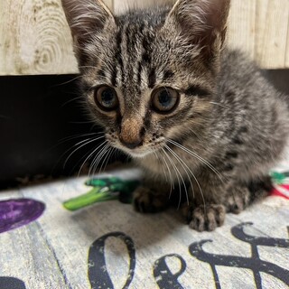 素敵なご家族に迎えていただけました ☆カイ君