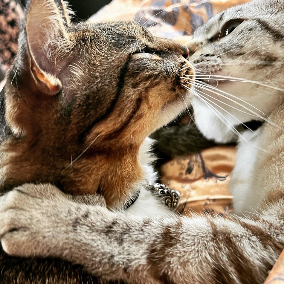 ミルクのカバー写真