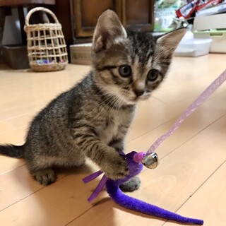 天真爛漫なキジトラ女子 ビビコ♥️