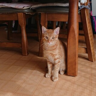 素敵なご家族と出会えました☆茶太郎