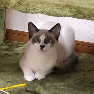 可愛いシャム風男の子♡らいくん