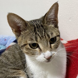 お膝大好き甘えっ子♀あんこちゃん
