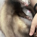 フェレット男の子