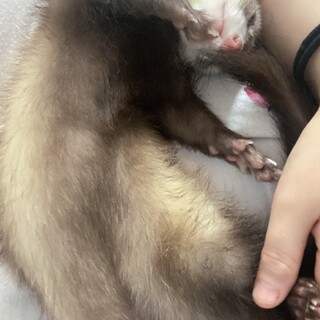 フェレット男の子