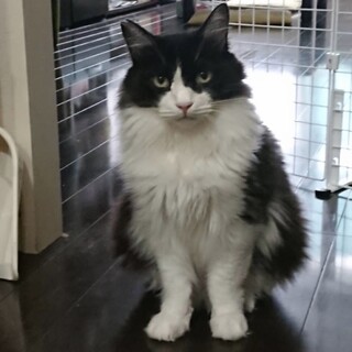 【お見合い随時】ノルウェージャン風シャイなイケメン