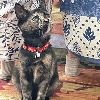 元気いっぱい綺麗なサビねこコハクちゃん