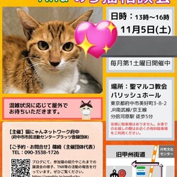 猫にゃんネットワーク府中★譲渡会Andのらねこ相談会 サムネイル1