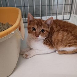 猫にゃんネットワーク府中★譲渡会Andのらねこ相談会 サムネイル2