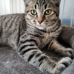 猫にゃんネットワーク府中★譲渡会Andのらねこ相談会 サムネイル3