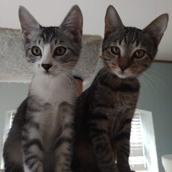 第184回　にゃん☆ぴーす猫譲渡会 サムネイル2