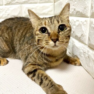 ◉甘えん坊ばくちゃん