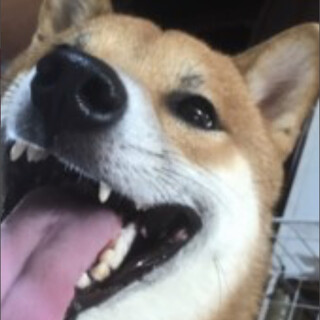 柴犬　4歳　散歩大好き　健康状態◎