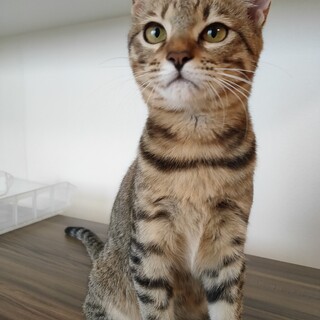 元気なキジトラの男の子