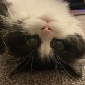 ミヌエット