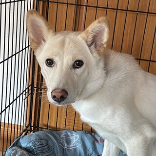 天真爛漫！可愛いポムちゃんのおうちを探しています★