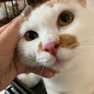 【1/29譲渡会参加】シュリちゃん1才