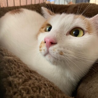 【1/29譲渡会参加予定】エビマヨくん1才