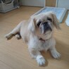 顔立ちも性格も優しいトロちゃん サムネイル2