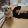 顔立ちも性格も優しいトロちゃん サムネイル3