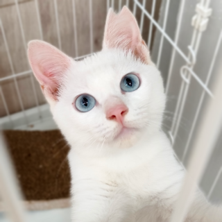 動物病院の保護猫・天真爛漫な白猫・ブルーアイ☆