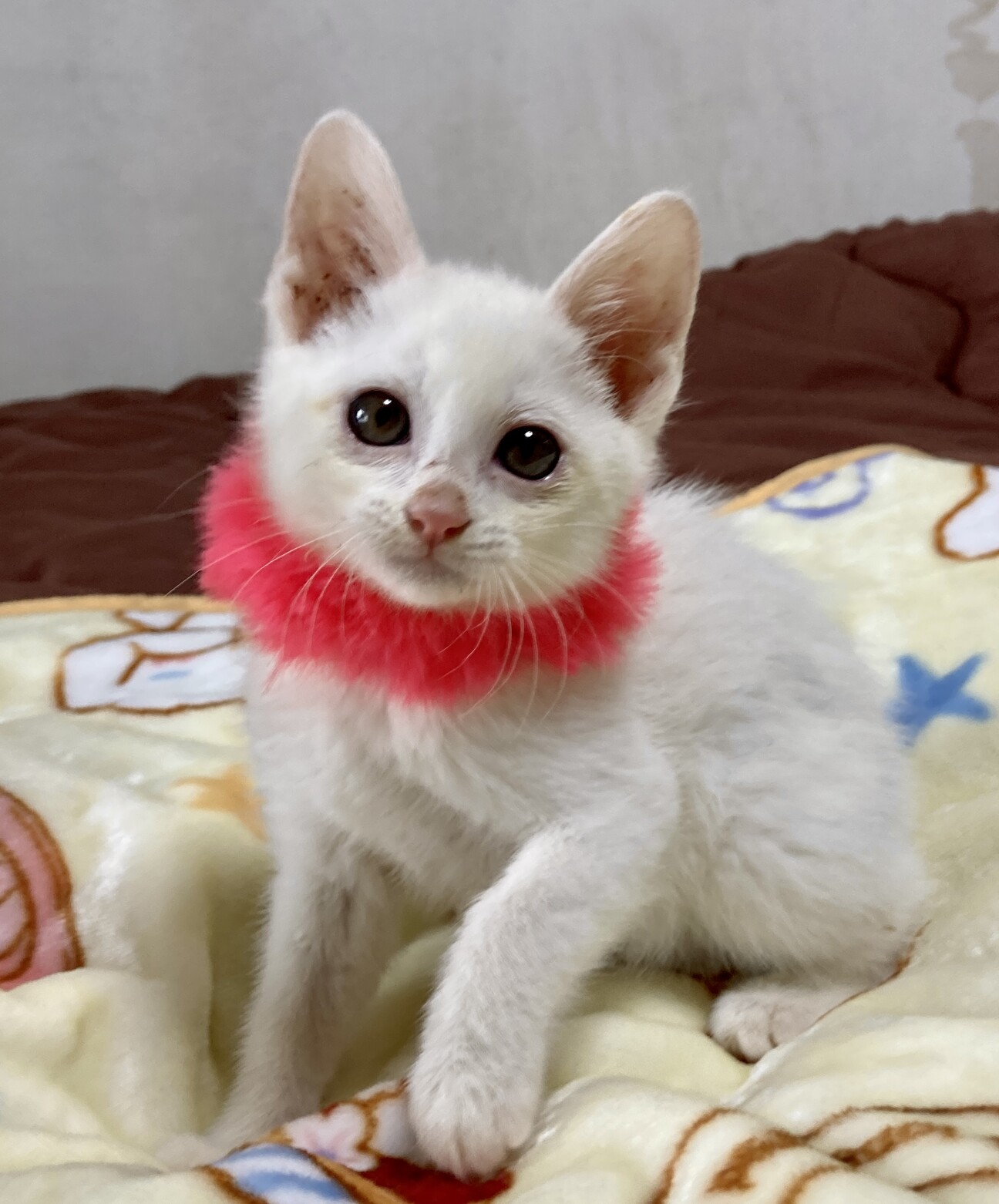 可愛い白一色の兄弟たち 東京都 猫の里親募集 ペットのおうち 月間利用者150万人