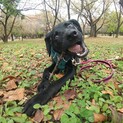 真っ黒3兄弟♡  人も犬も大好きEthan❤️