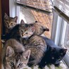 出窓で猫団子