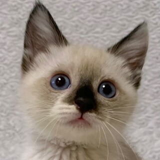 11/6　譲渡会参加予定☆ネネちゃん