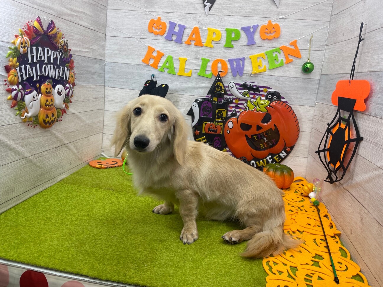 ♡おしゃれダックスオーダーページ① ♡おしゃれダックスオーダーページ①