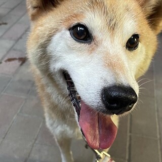 賢い柴犬の女の子