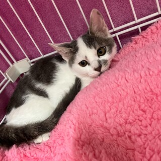 ちょっとビビリなかわいい男の子しらすちゃん