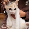 キュートなパステル三毛ちゃん