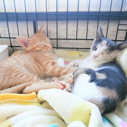 in豊明市~子猫大集合！保護猫の譲渡会2022年11月5日（土）～ 非営利団体「ちーむ にゃいんず」