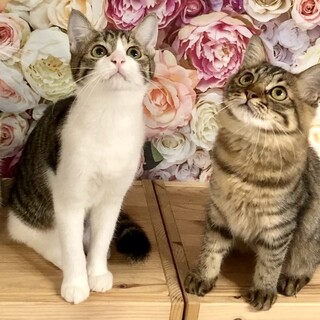 【お見合い随時】スリゴロもふもふ長毛&キジシロ姉妹