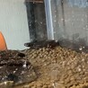あっぴっぴっぴー