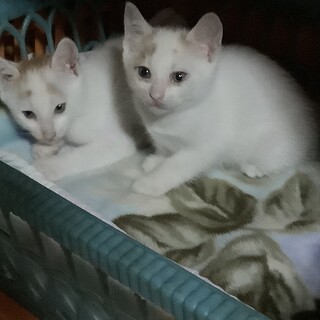 あまえんぼの兄妹♡家族になってください。