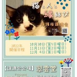 ★ 猫の譲渡会 in 稲荷町 ★
