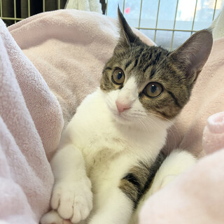 11/5Terra里親会猫部に参加❣️