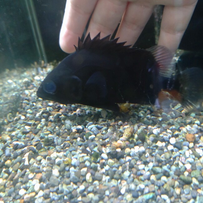 柊杏のカバー写真